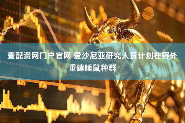 壹配资网门户官网 爱沙尼亚研究人员计划在野外重建睡鼠种群