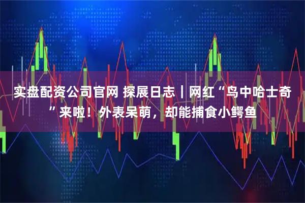 实盘配资公司官网 探展日志｜网红“鸟中哈士奇”来啦！外表呆萌，却能捕食小鳄鱼